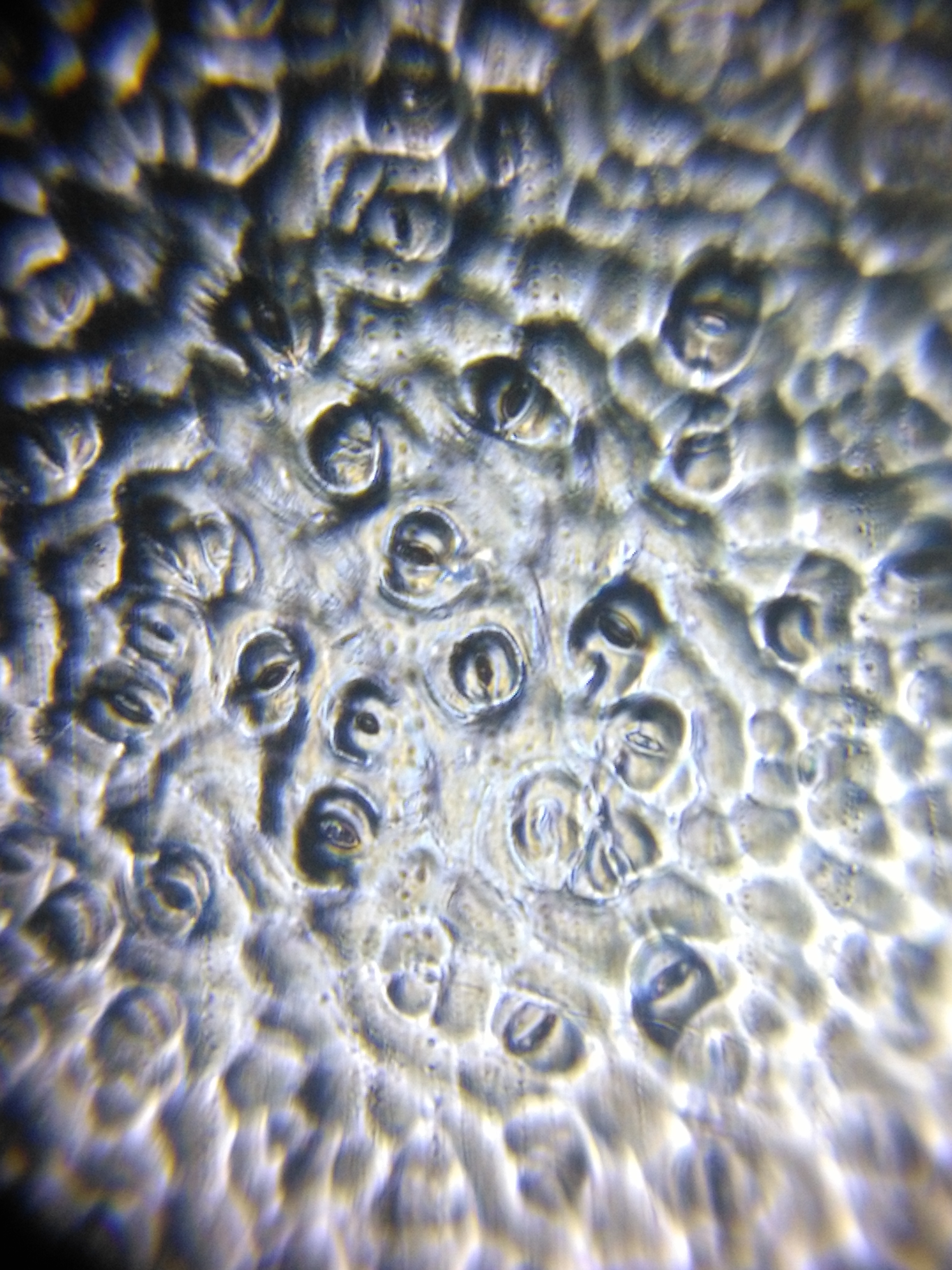Leaf-stomata.jpg
