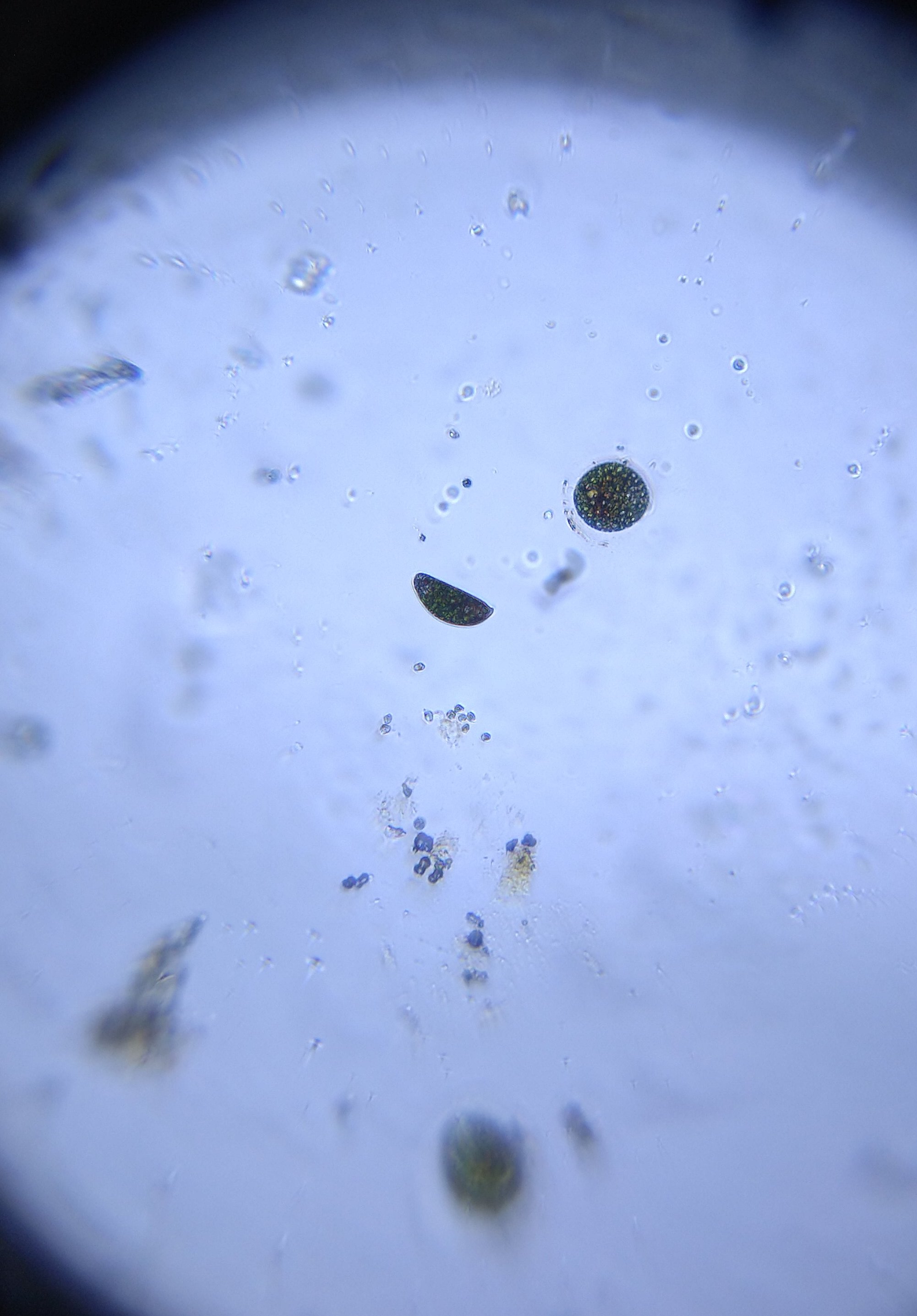 Chlamydomonas-sp.-under-Foldscope.jpg