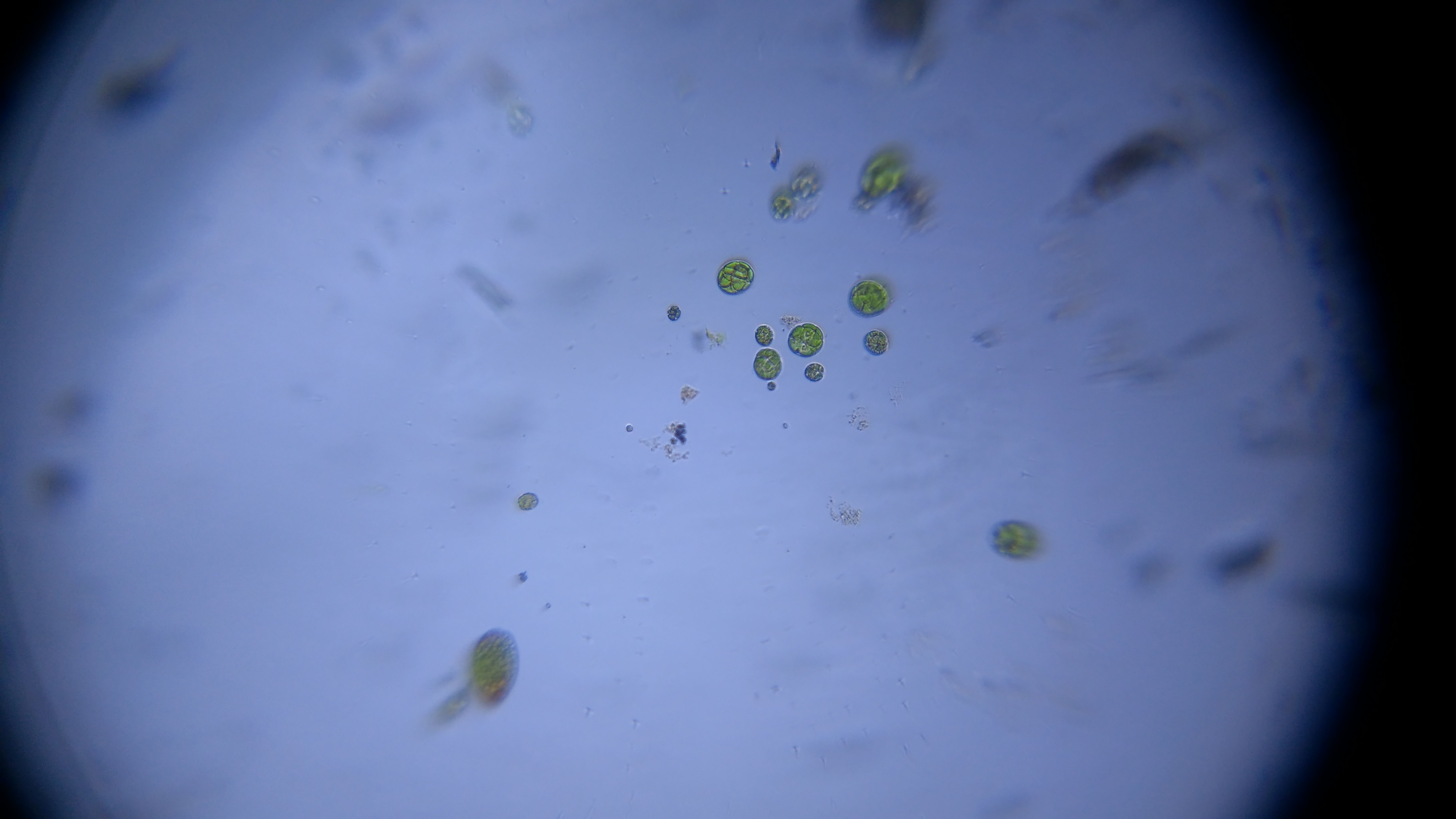 Individual-microalgal-cells.jpg