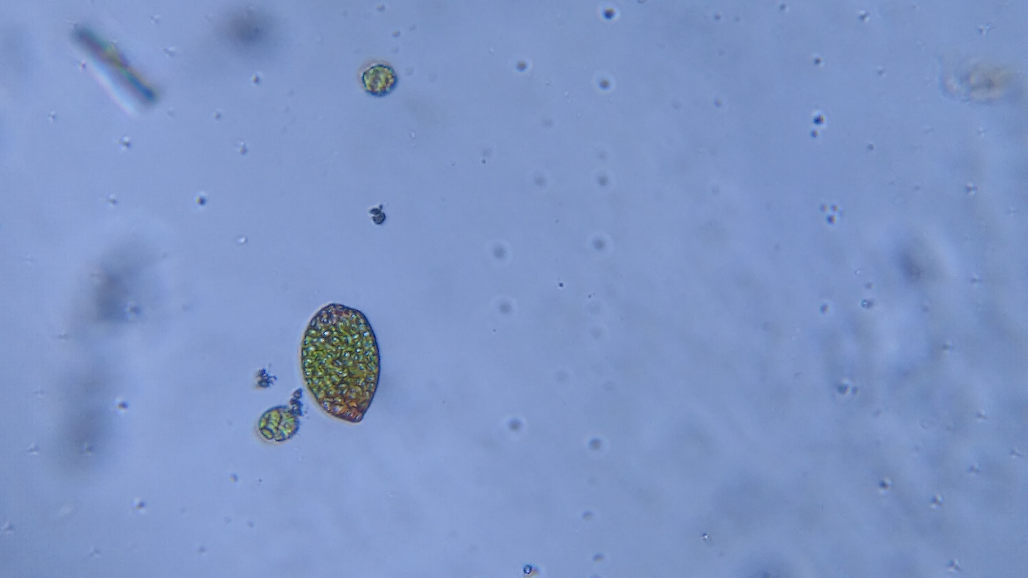 Pigmented-Microalgal-cell.jpg