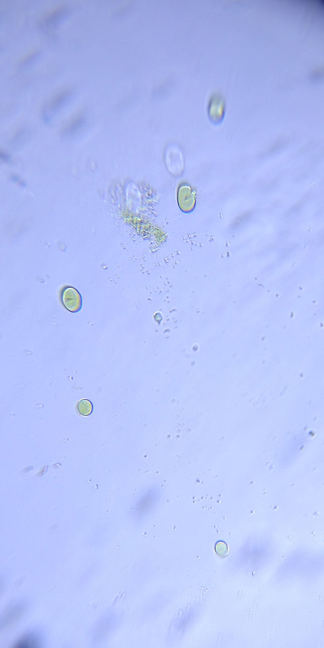 Single-cell-green-algae.jpg