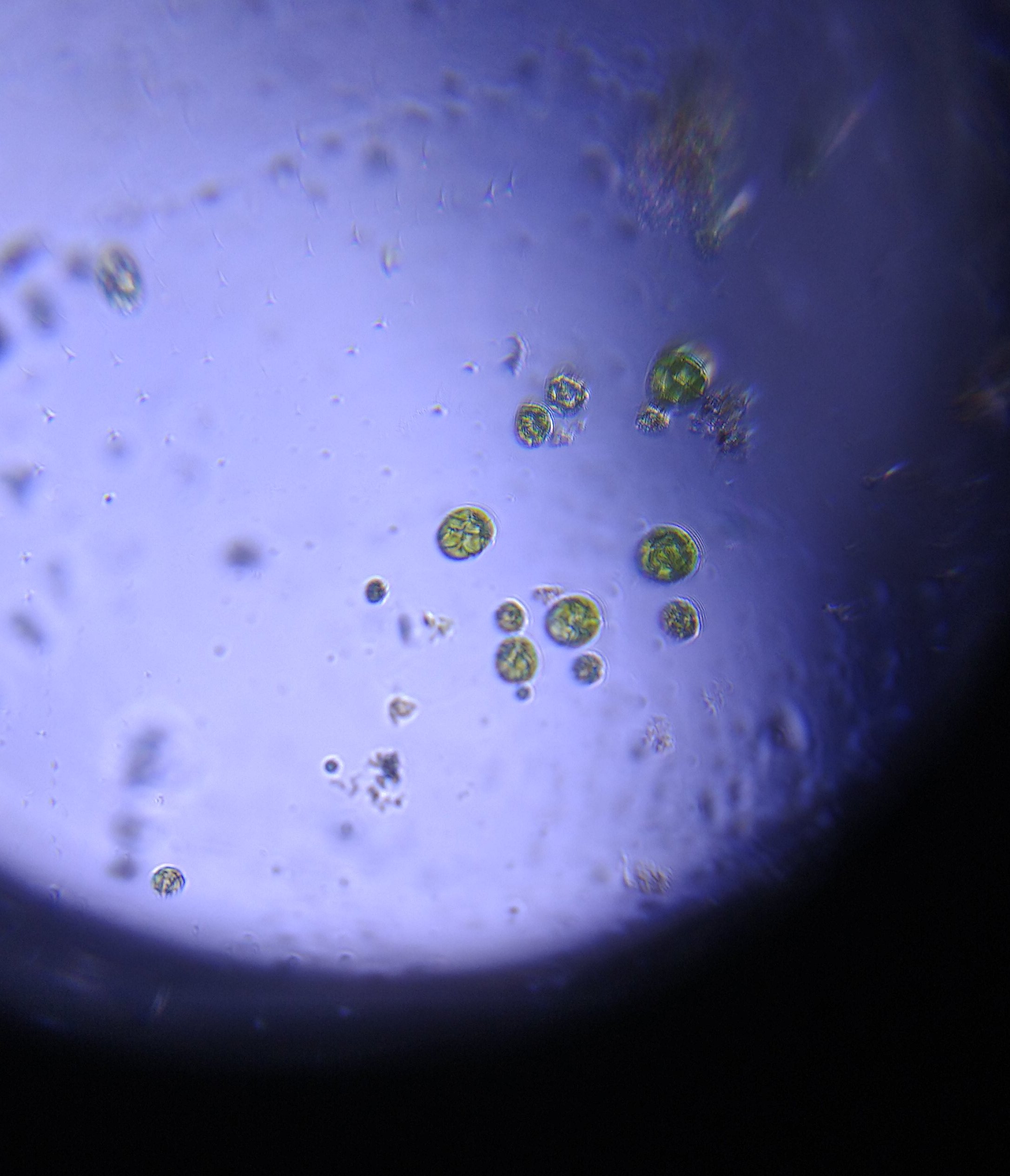 Single-microalgae-in-groups.jpg