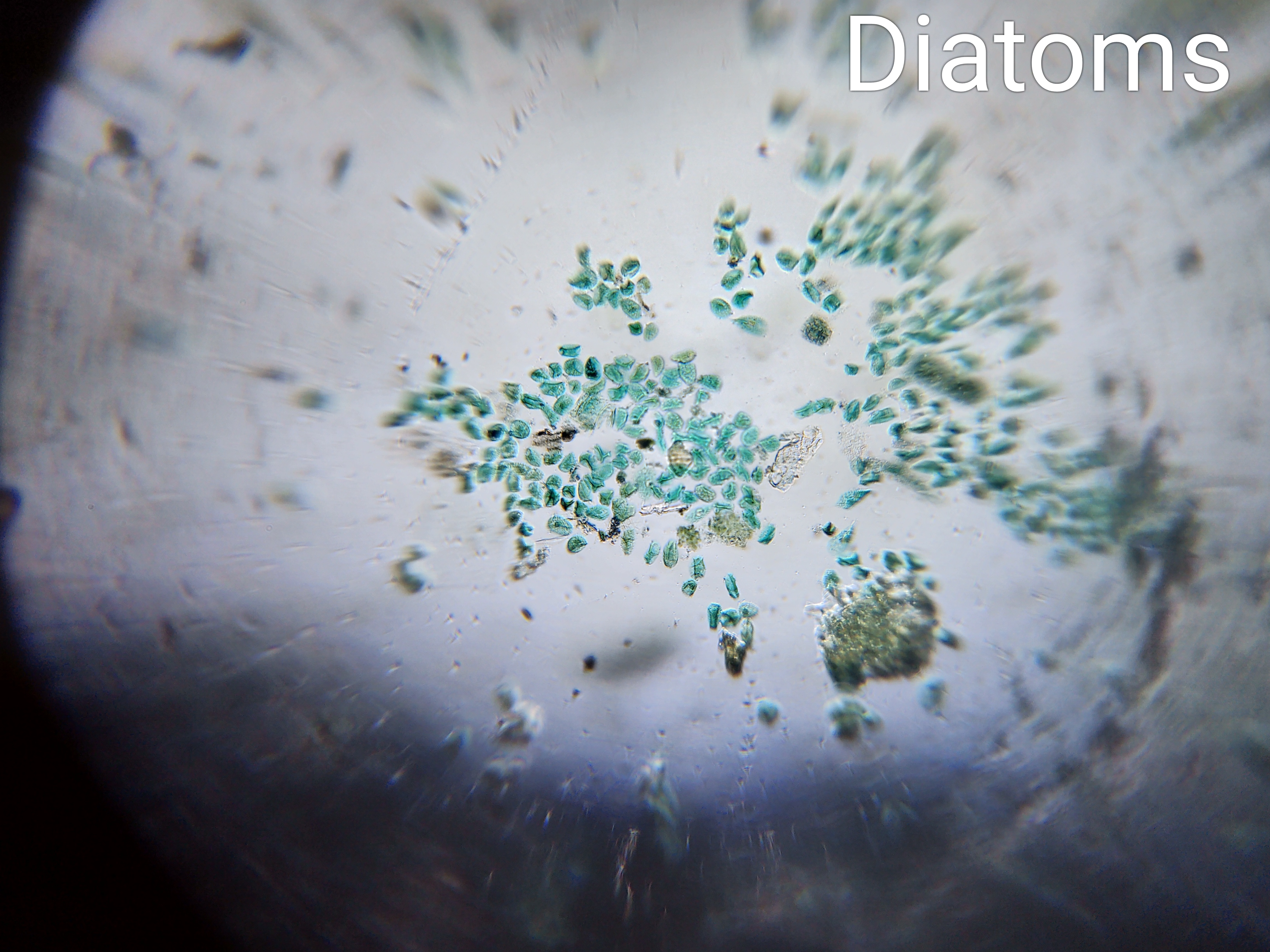 diatoms.jpg