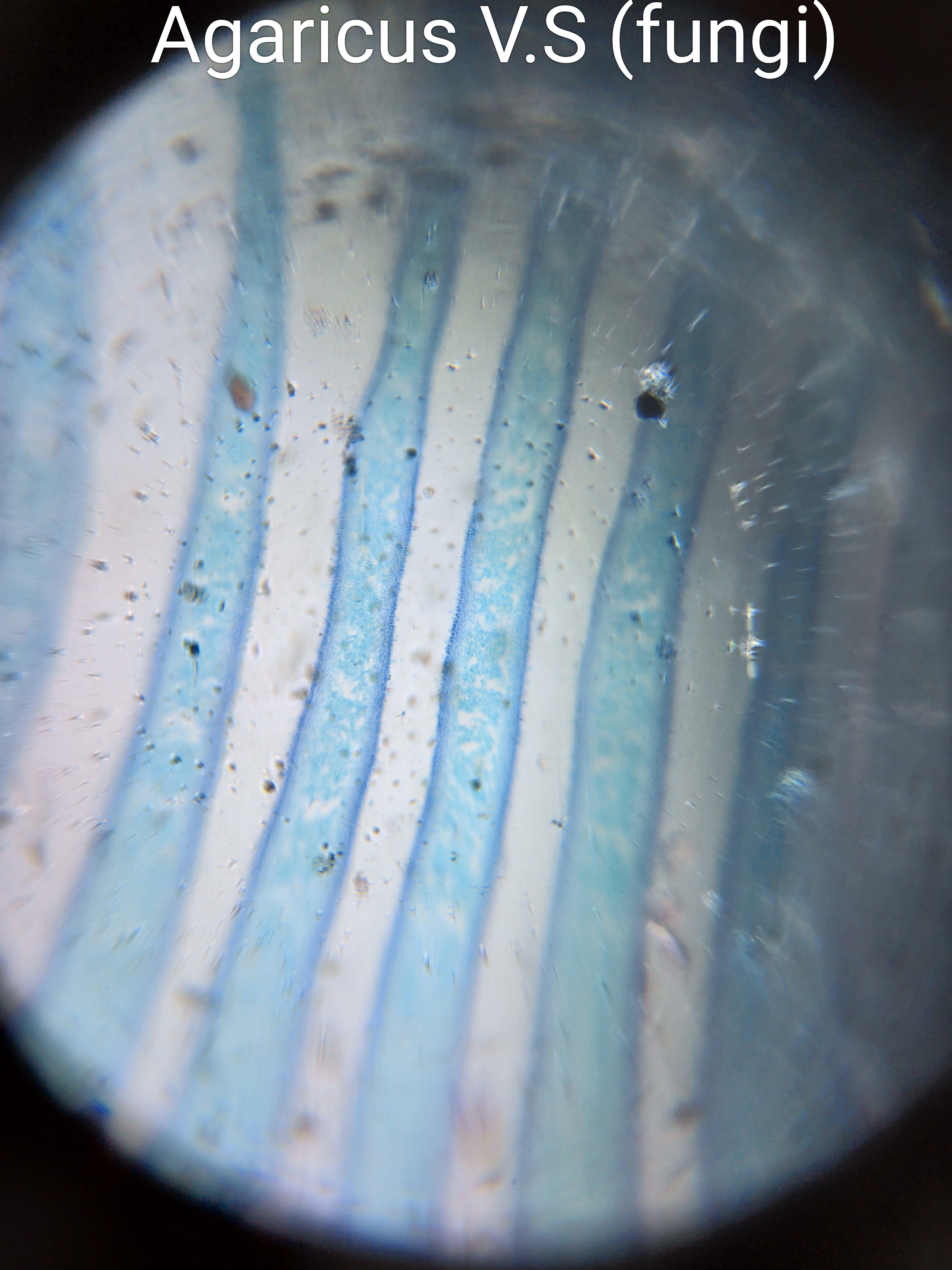 Agaricus.jpg