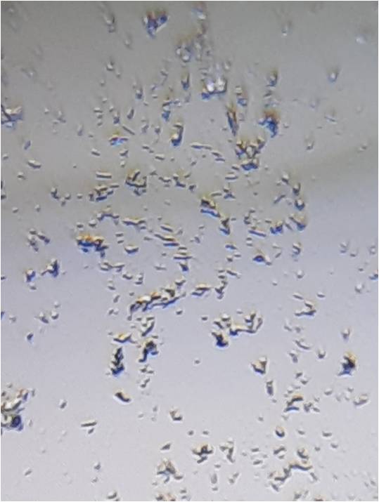 Mycobacterium_2.jpg