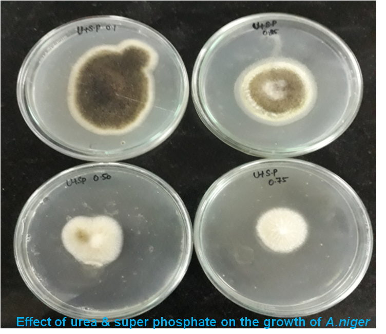 Urea-Superphosphate-Vs-A.-niger.png