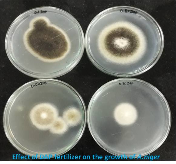 DAP-Vs-A.-niger.jpg