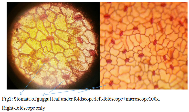 1.STOMATA-GUGGUL.png