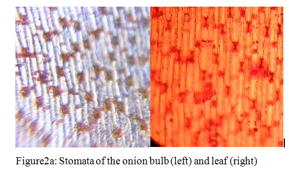 Onion-stomata.png