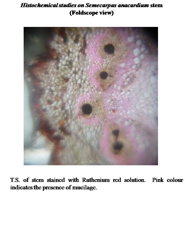 STEM-MUCILAGE.jpg