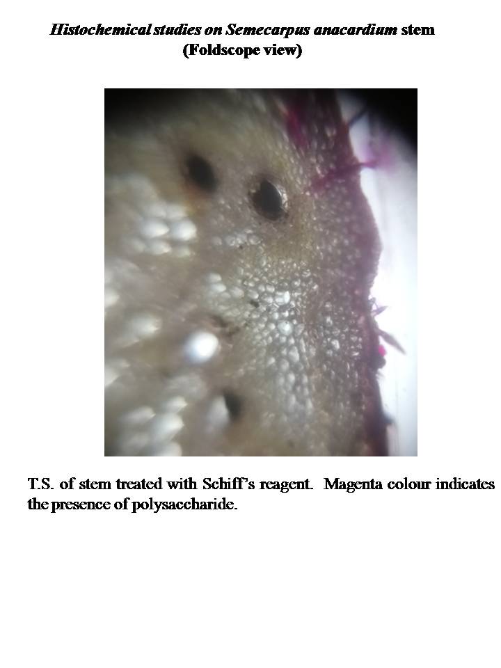 STEM-POLYSACCHARIDE.jpg