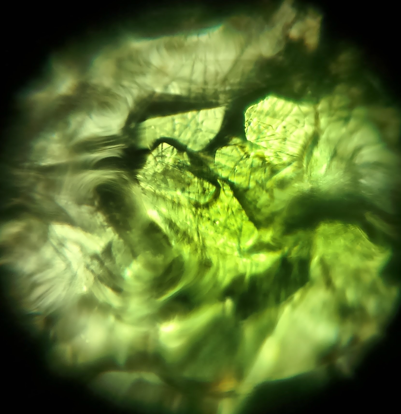 maltose-crystals-foldscope.jpg