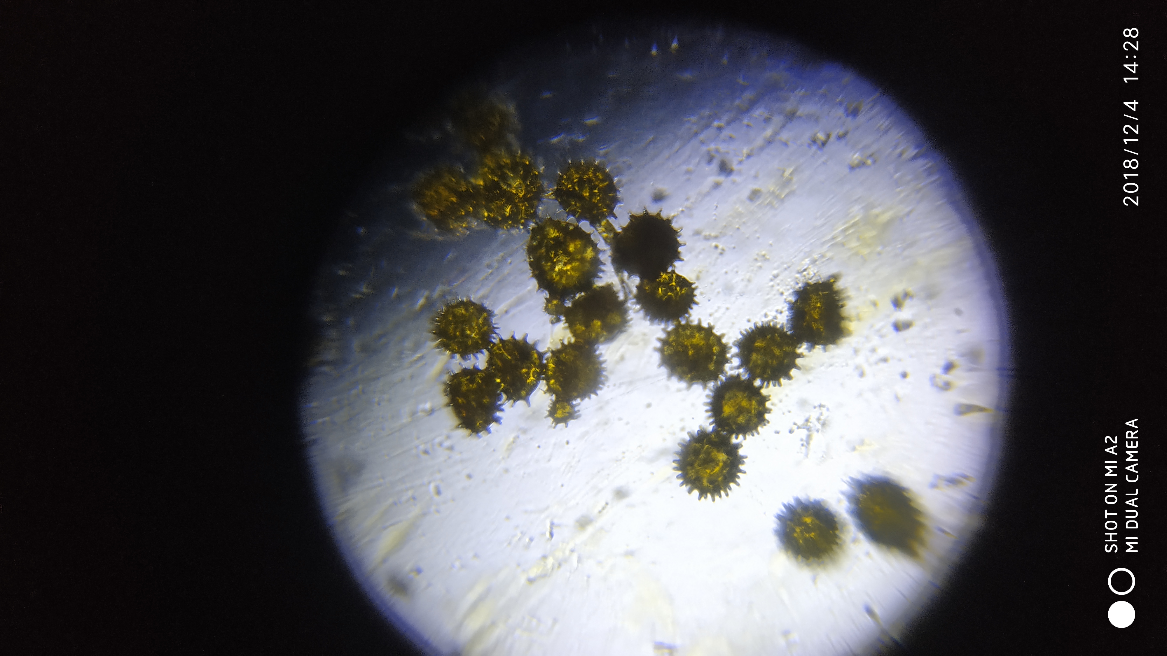 pollen-grain2.jpg