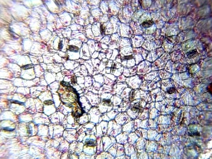 COLOCASSIA-STOMATA.jpg