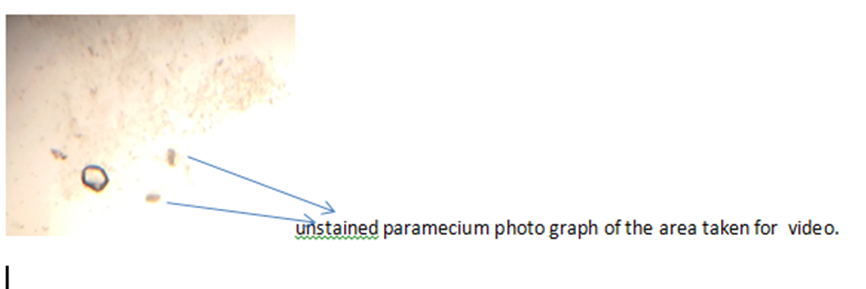 paramecium.png