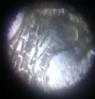 spirogyra2.jpg