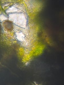 Thumbnail for MtA_BIOL2201_2026 Algae from Soil