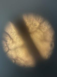 Thumbnail for MtA_BIOL2201_2026 really cool pictures 