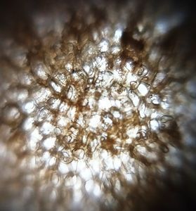 Thumbnail for Exploring Everyday Vegetables (Exploring the Microcosm, LGPB4 2026)