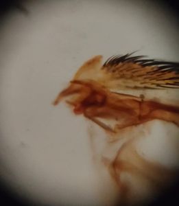 Thumbnail for மடிப்பு நுண்ணோக்கி பயிற்சி முகாம், மேட்டுபாளையம்