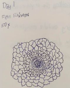 Thumbnail for LGP - Day 1 B2 : Fern Rhizome
