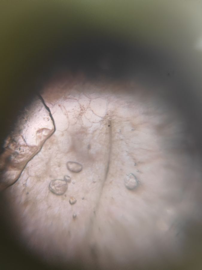 SINGLE IMAGE