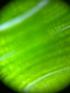 Thumbnail for Types of Plants