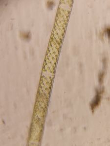 Thumbnail for Boothbay Railroad Museum Pond Alga