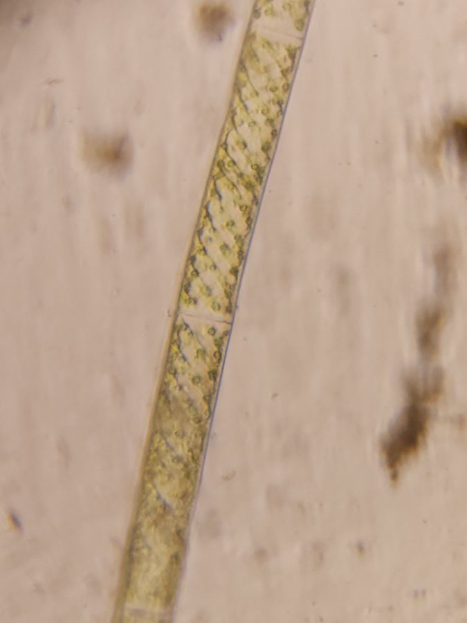 SINGLE IMAGE