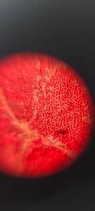 Thumbnail for Hibiscus🌺