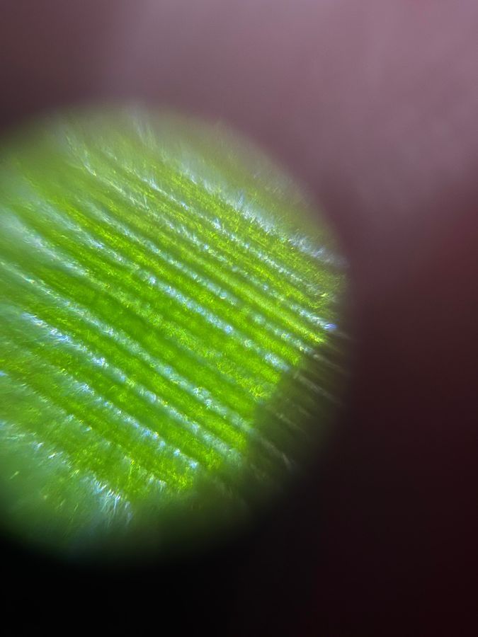 SINGLE IMAGE