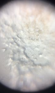 Thumbnail for MtA_BIOL2201_2026 