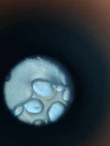 Thumbnail for Day 2:LGP26(potato cells)