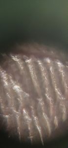 Thumbnail for LGP 26- Day 1, Onion Peel