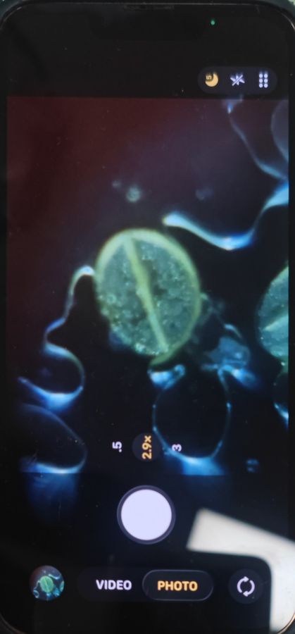 SINGLE IMAGE