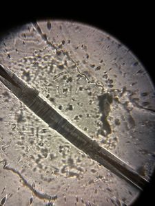 Thumbnail for Horror in Hindsight - My Hectic Hair!