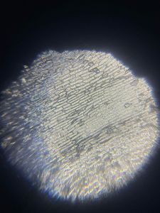 Thumbnail for LGP 26 - Day 1 - Onion Peel