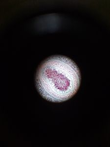 Thumbnail for LGP26 DAY 1 - Microcosmos