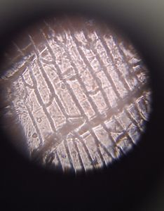 Thumbnail for LGP26-B3: Day 1 - Fern Rhizome and Onion Peel
