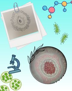 Thumbnail for LGP26-B3: Fern Rhizome Observations