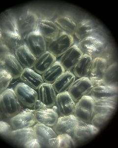 Thumbnail for LGP26-B3: Exploring Sunflower Pollen Through a Foldscope
