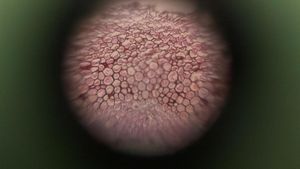 Thumbnail for LGP 26 - Day 1 - Fern Rhizome
