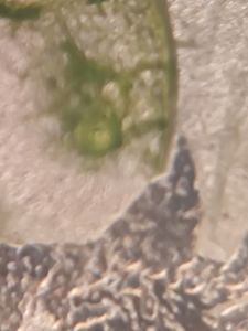 Thumbnail for LGP B-2 DAY 4 Leaf observed closely on a foldscope 