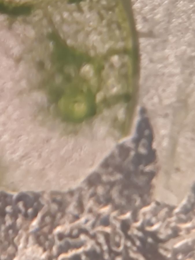 SINGLE IMAGE