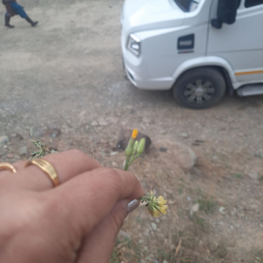 SINGLE IMAGE
