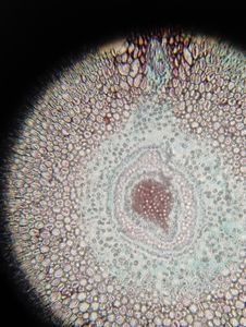 Thumbnail for PCAM 2026| My First Foldscope 