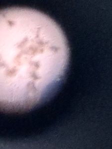 Thumbnail for Flagellate