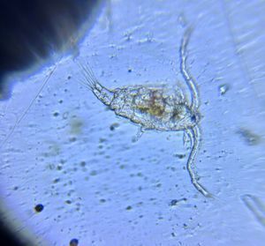 Thumbnail for Copepod