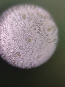 Thumbnail for LGP B-2 DAY 4 Pumpkin flower pollen grains 