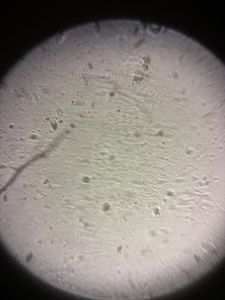 Thumbnail for MtA_BIOL2201_2026 Drinking Water